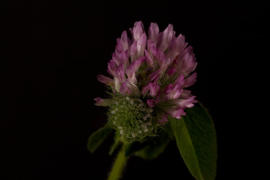 Red Clover Photograph by Cheryl Day