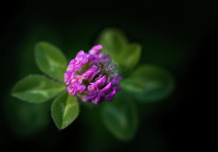 Red Clover Photograph by Dale Kincaid