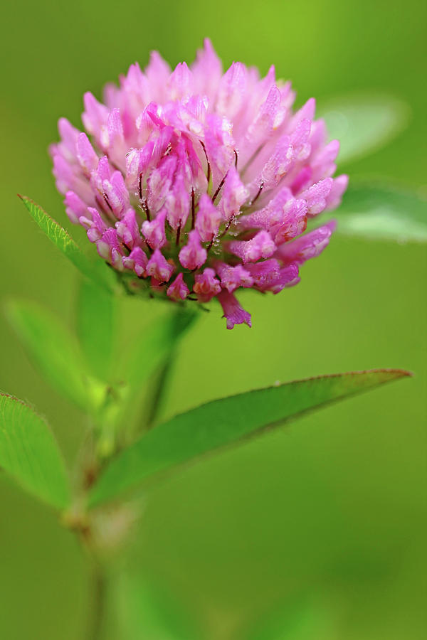 Red Clover Photograph by Debbie Oppermann