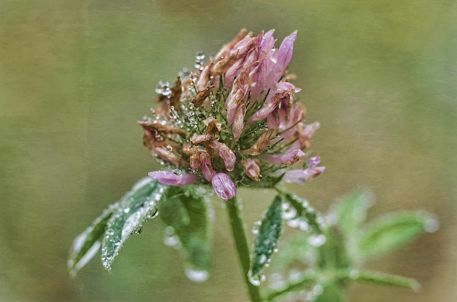 Flower Photograph - Red Clover In Morning Dew by Sue Capuano