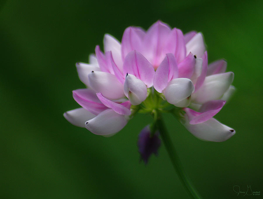 Red Clover Photograph
