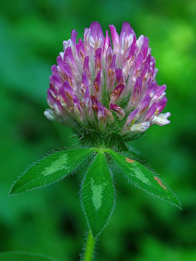 Red Clover Photograph by Juergen Roth