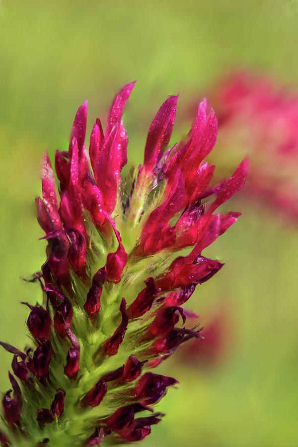 Red Clover Macro Photograph by Barry Jones