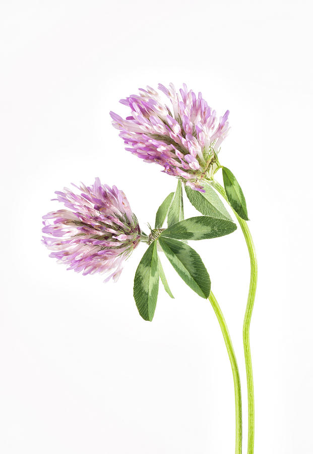 Red Clover on a white background. Photograph by John Paul Cullen