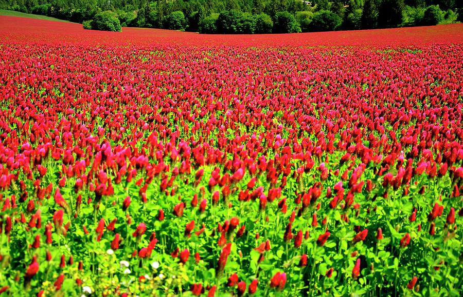 Red Clover Tree Line Photograph