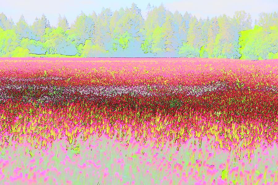 Red Clover Treeline Photograph by Jerry Sodorff