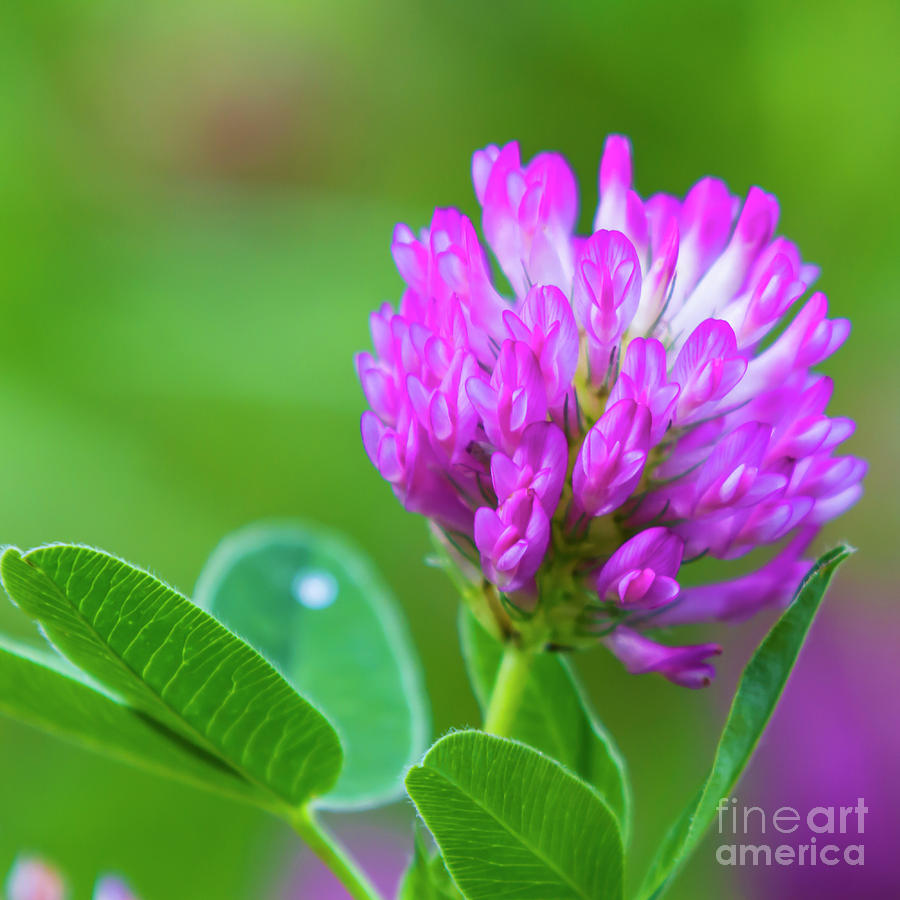 Red Clover Photograph