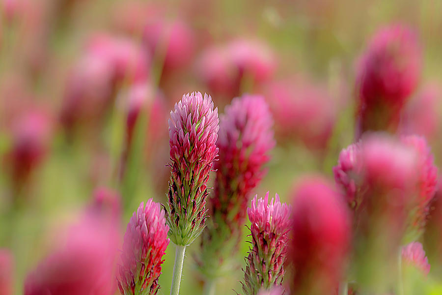 Red Clover Photograph by Wolfgang Stocker