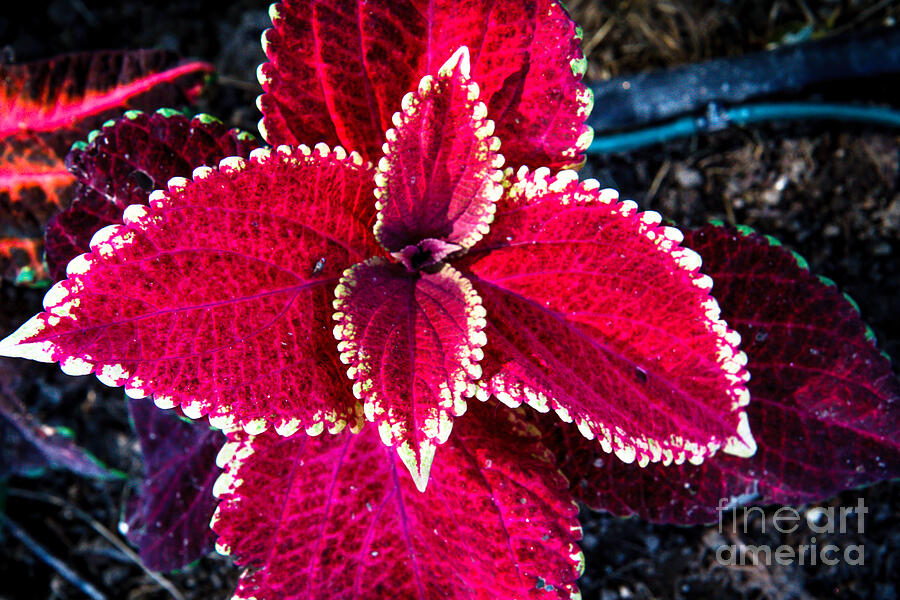 Red Coleus Photograph by Robert Bales