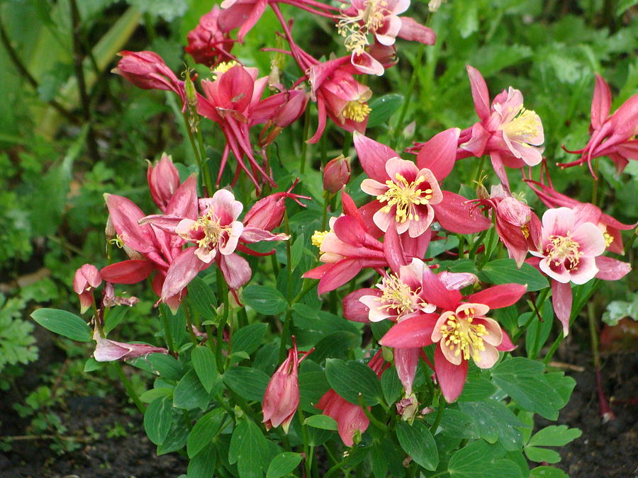 Red Columbine Photograph by Anthony Seeker