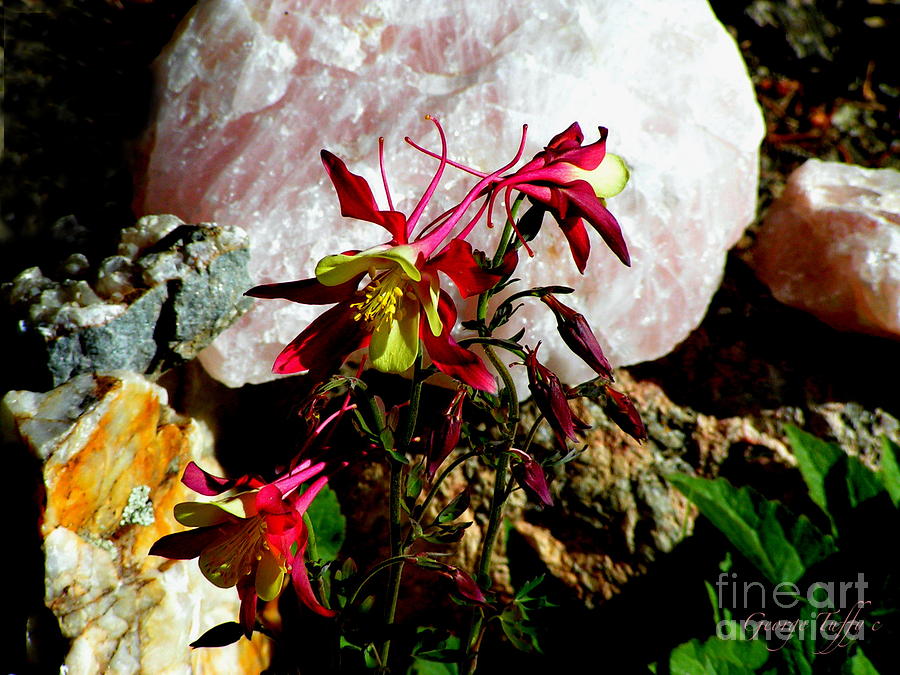 Red Columbine Photograph by George Tuffy