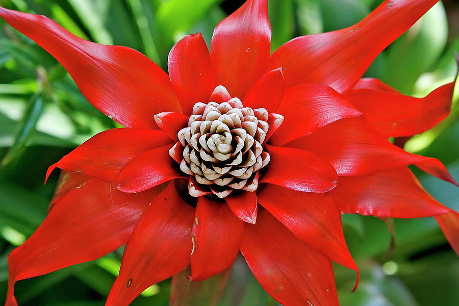 Red Cone Bromeliad Flower Photograph By Daniel Caracappa Pixels 