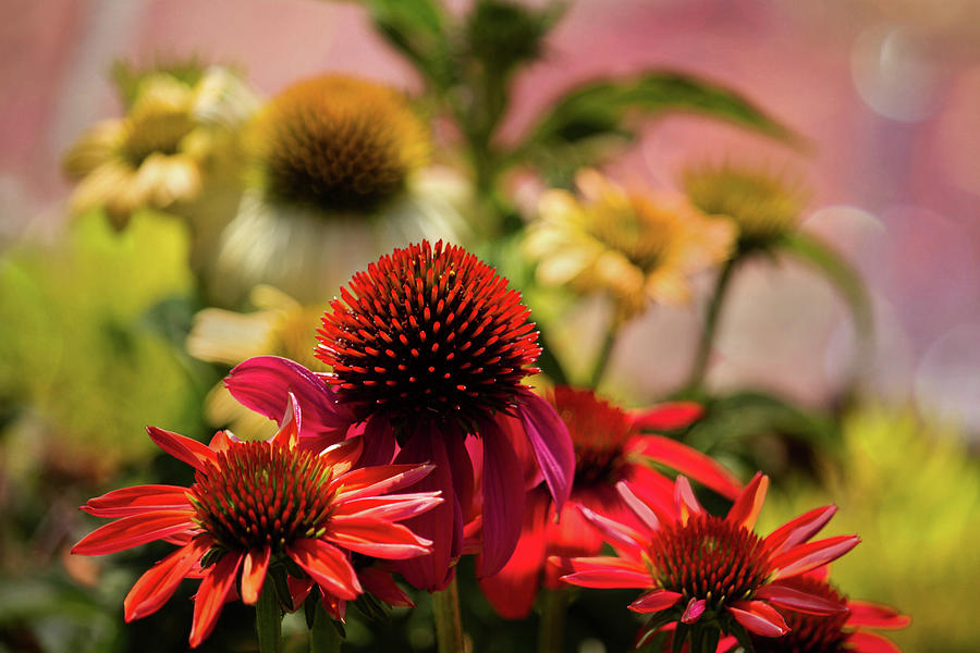 Red Cone Flowers Photograph by Cheryl Day