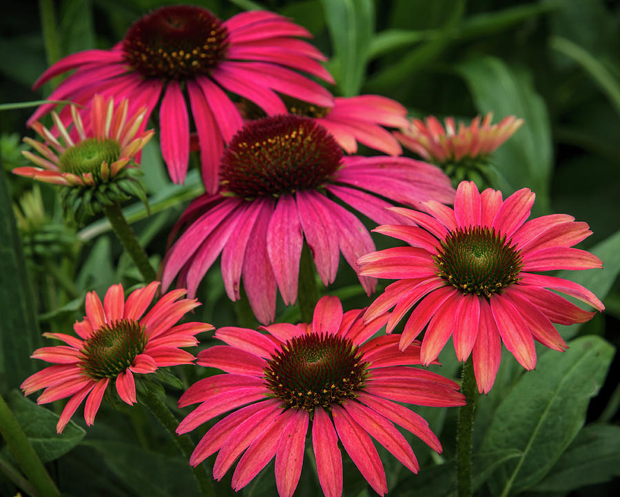 Red Coneflowers Photograph by Mark Chandler - Fine Art America