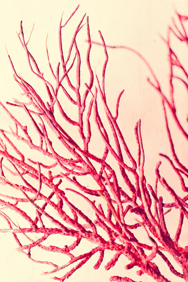 Red Coral  Abstract No. 1 Photograph by Colleen Kammerer