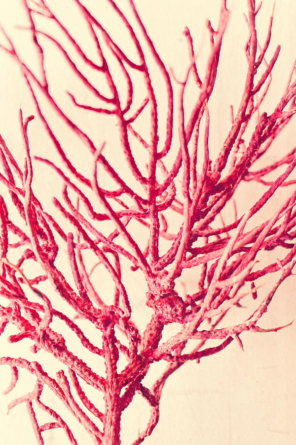 Still Life Photograph - Red Coral Abstract No. 2 by Colleen Kammerer