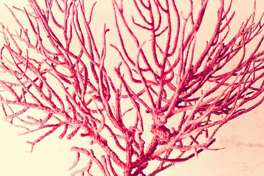 Red Coral Fan - Abstract 3 Photograph by Colleen Kammerer
