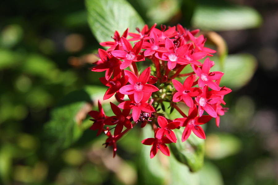 Red Coral Flower Photograph by Christiane Schulze Art And Photography ...