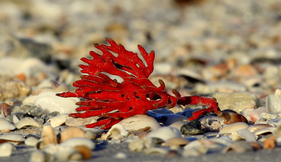 Red Coral Photograph by Sean Allen