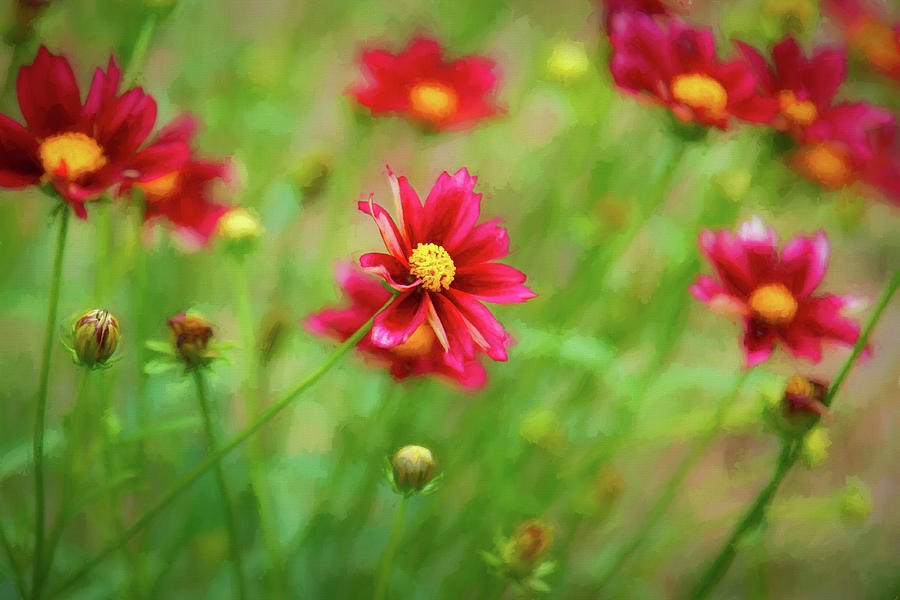 Red Coreopsis Painting Photograph by Edward Moorhead - Fine Art America