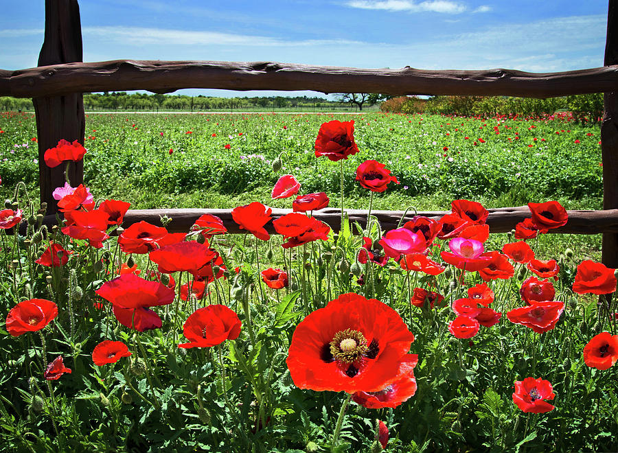 Spring Photograph - Red Corn Poppies at the Fence by Lynn Bauer