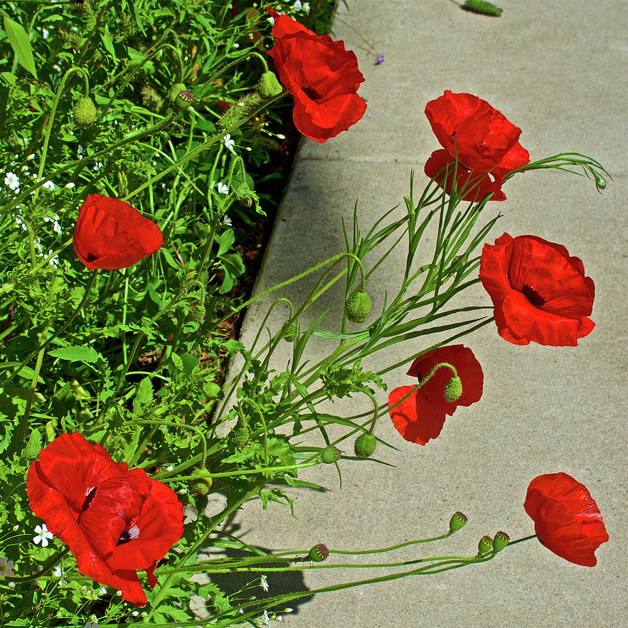 Red Corn Poppies on Harvard Street in Claremont, California    Photograph by Ruth Hager