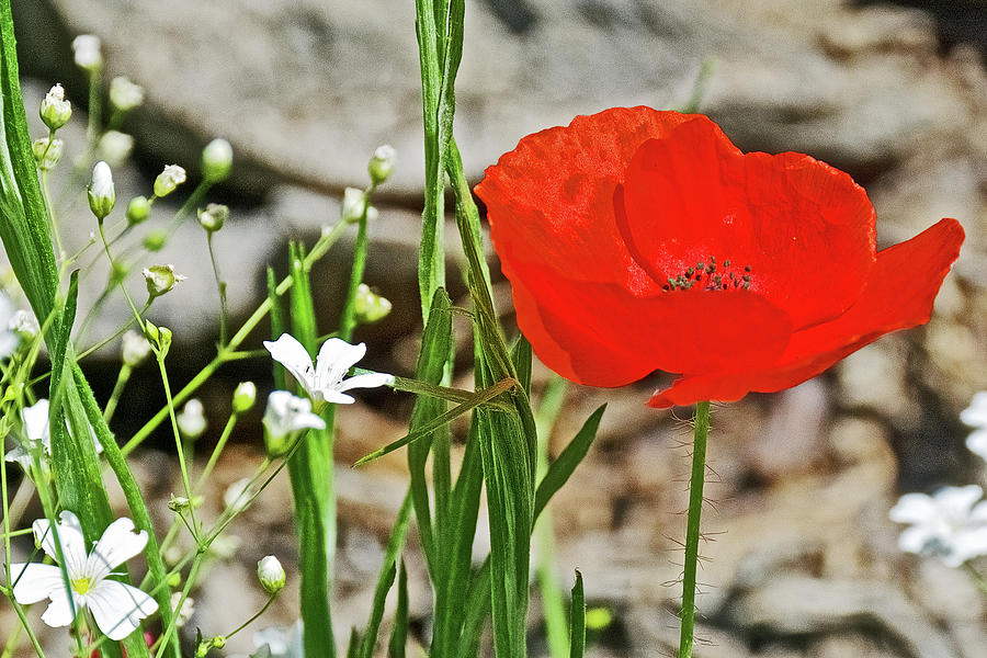 Red Corn Poppy and Sandwort on Harvard Street in Claremont, California    Photograph by Ruth Hager