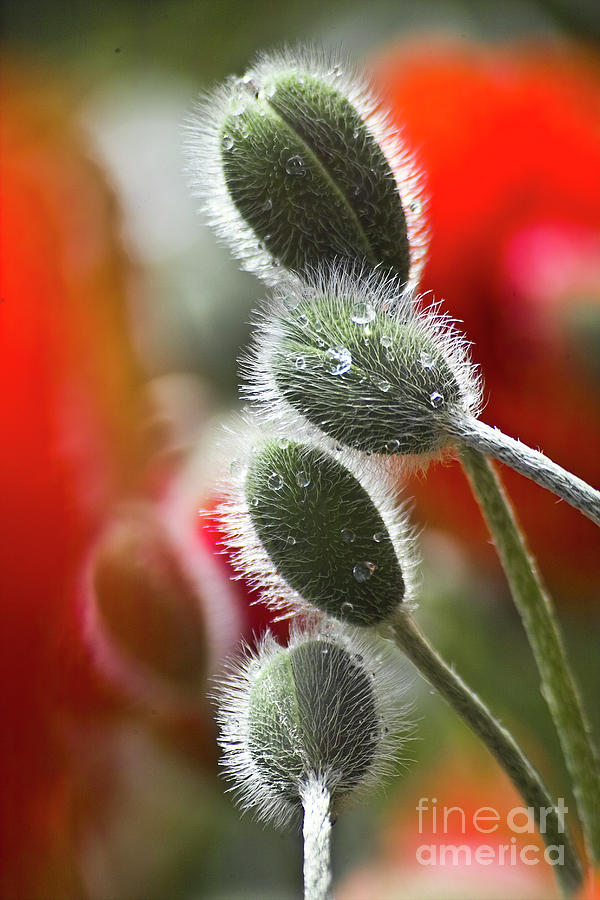 Red Corn Poppy Bud and Red Dots Photograph by Heiko Koehrer-Wagner
