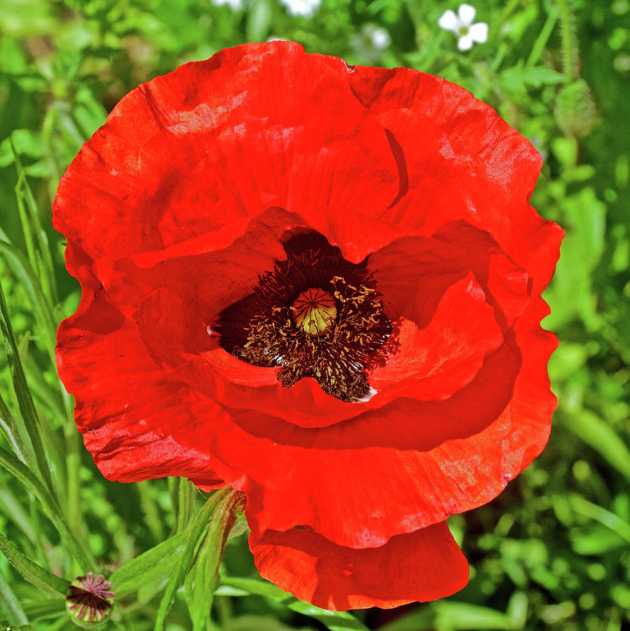 Red Corn Poppy on Harvard Street in Claremont, California   Photograph by Ruth Hager