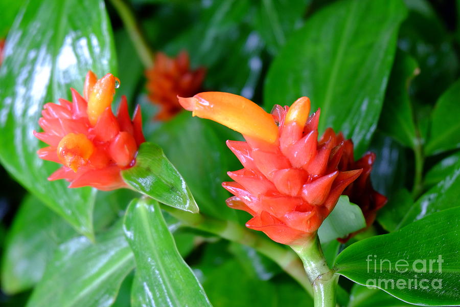 Red Costus Ginger Photograph by Mini Arora
