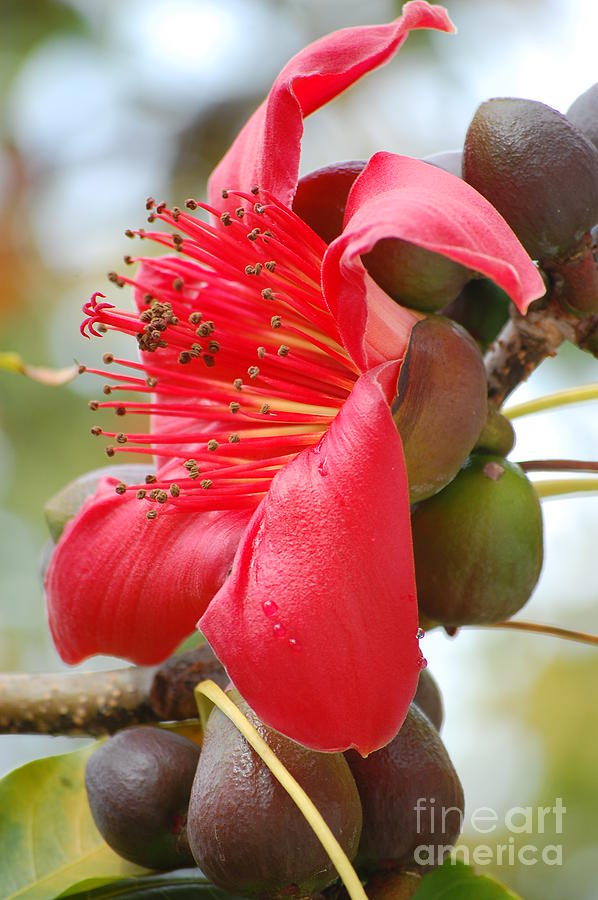 Red Cotton Tree Photograph