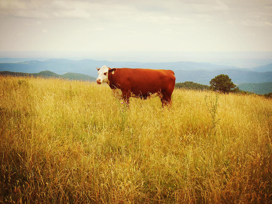 Red Cow on the Blue Ridge Digital Art by Valerie Reeves