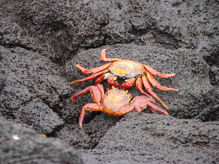 Red Crabs Photograph by Sandra Bourret - Fine Art America