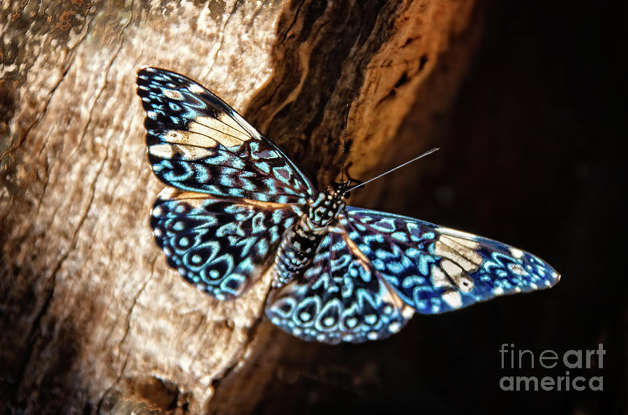 Red Cracker Butterfly Photograph by Robert Bales