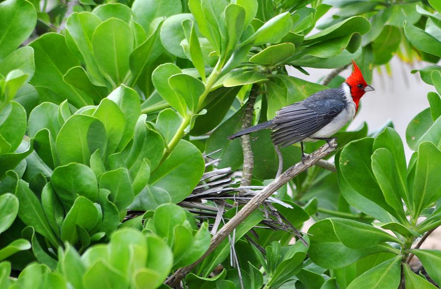 Red-Crested Cardinal Photograph by Andrew Dinh