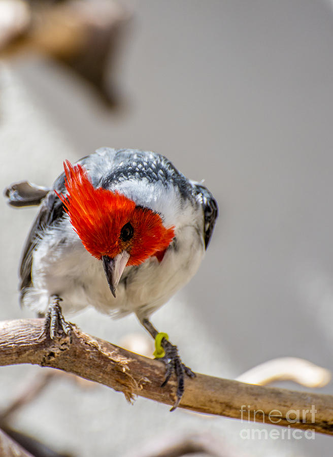 Red-crested Cardinal  Photograph by Gary Whitton