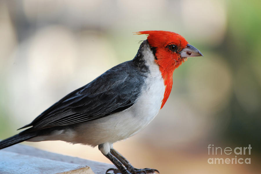 Red Crested Cardinal in Maui Hawaii Photograph by DejaVu Designs
