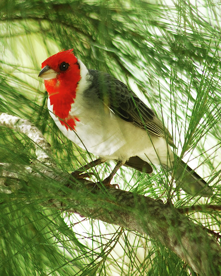 Wildlife Photograph - Red Crested Cardinal by Michael Peychich