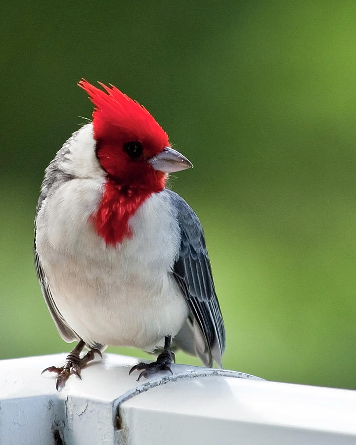 Red-crested Cardinal On Kauai Photograph by Richard Hinds