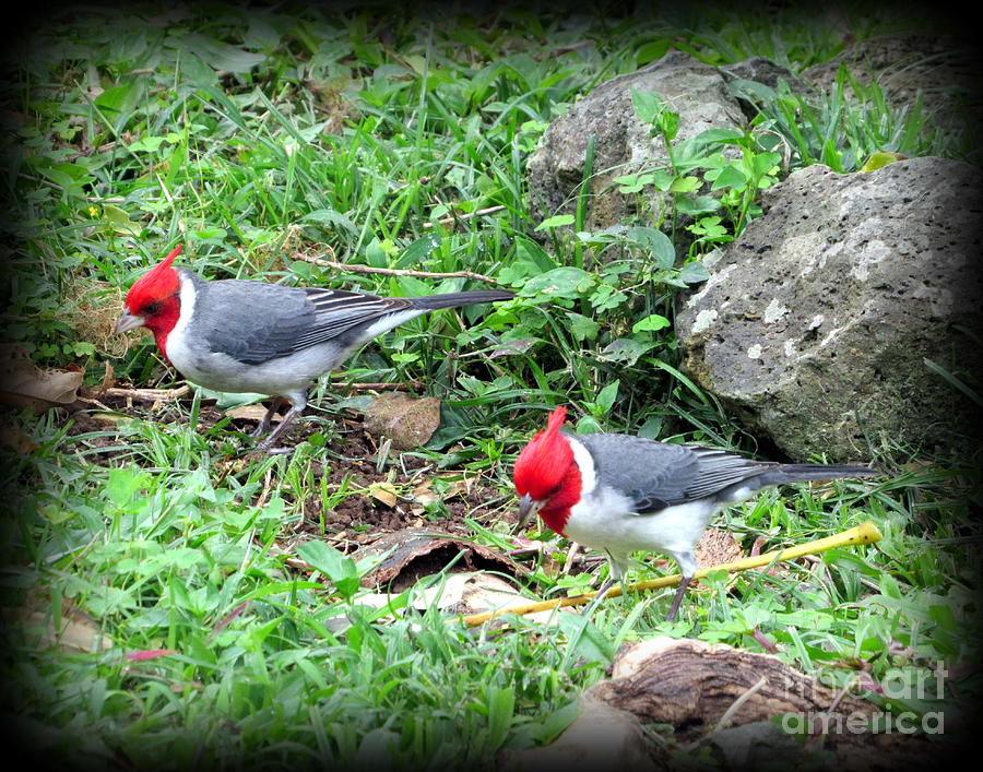 Oahu Photograph - Red Crested Cardinal on Oahu by Joy Patzner Oahu Photograph - Red Crested Cardinal on Oahu by Joy Patzner