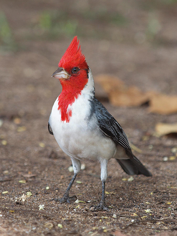 Red Crested Cardinal Photograph by Phil Stone