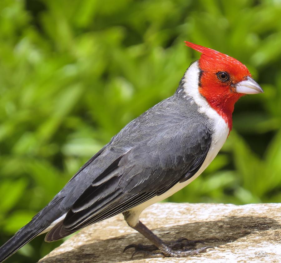 Red-crested Cardinal Photograph