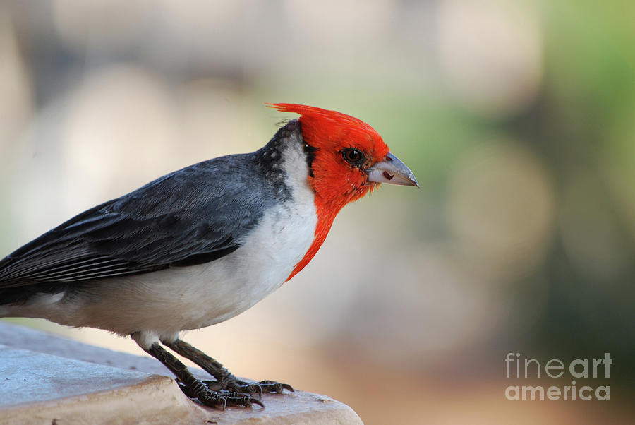 Red Crested Cardinal with a sharp Beak Photograph by DejaVu Designs