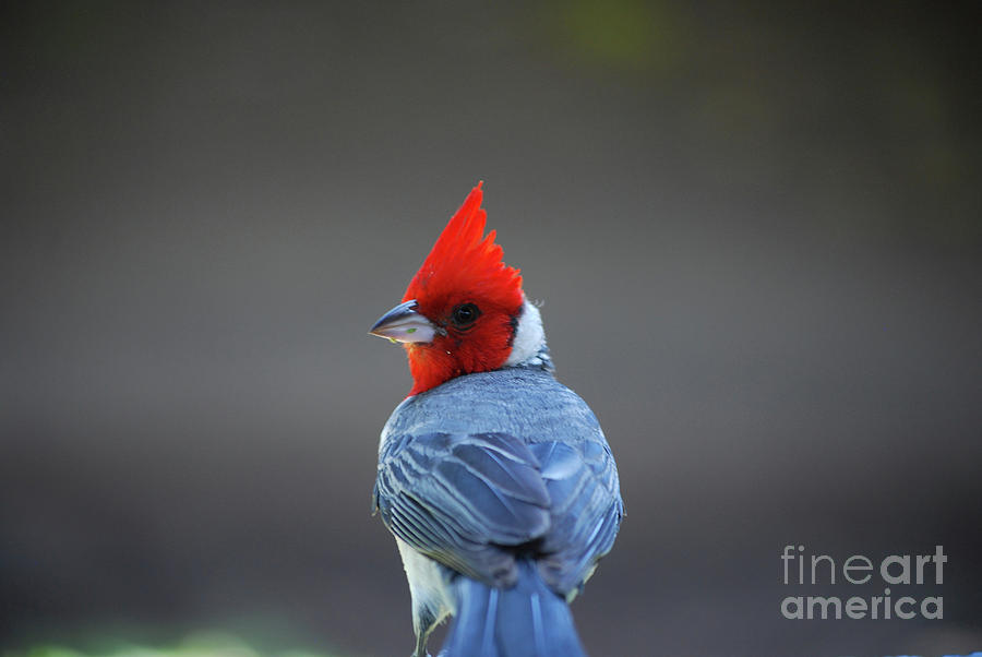 Red Crested Cardinal with a Tall Red Crown Photograph by DejaVu Designs ...