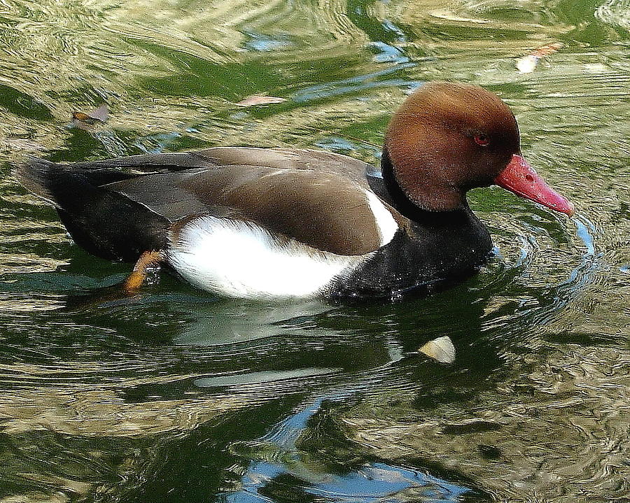 Red Crested Pochard Photograph by Arvin Miner