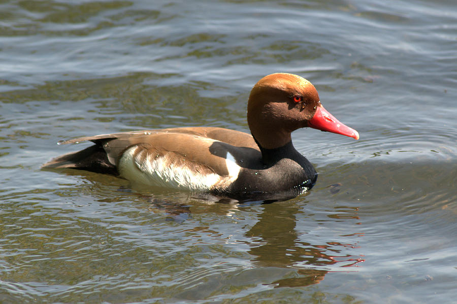 Red-Crested Pochard Photograph by Chris Day