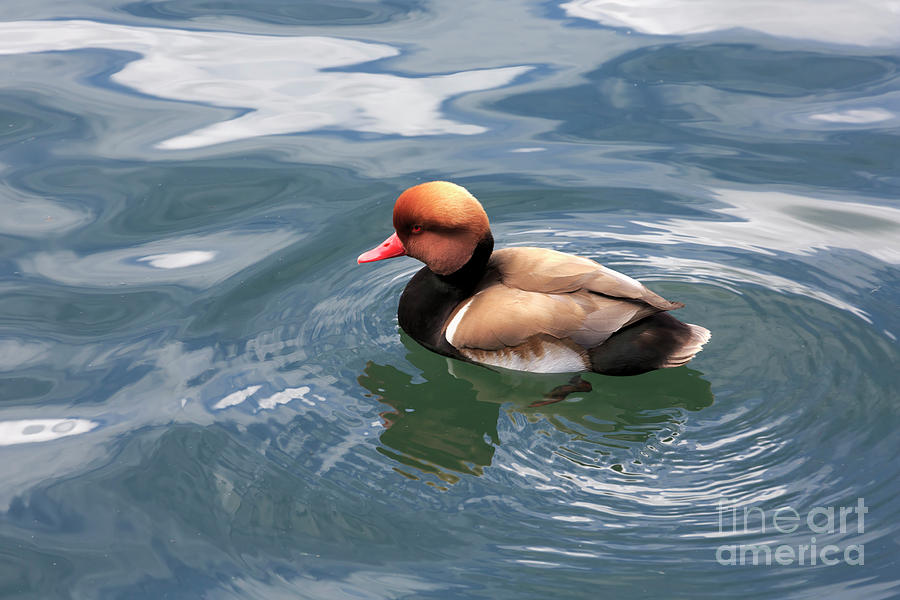 Red Crested Pochard Photograph - Red crested pochard by Louise Heusinkveld