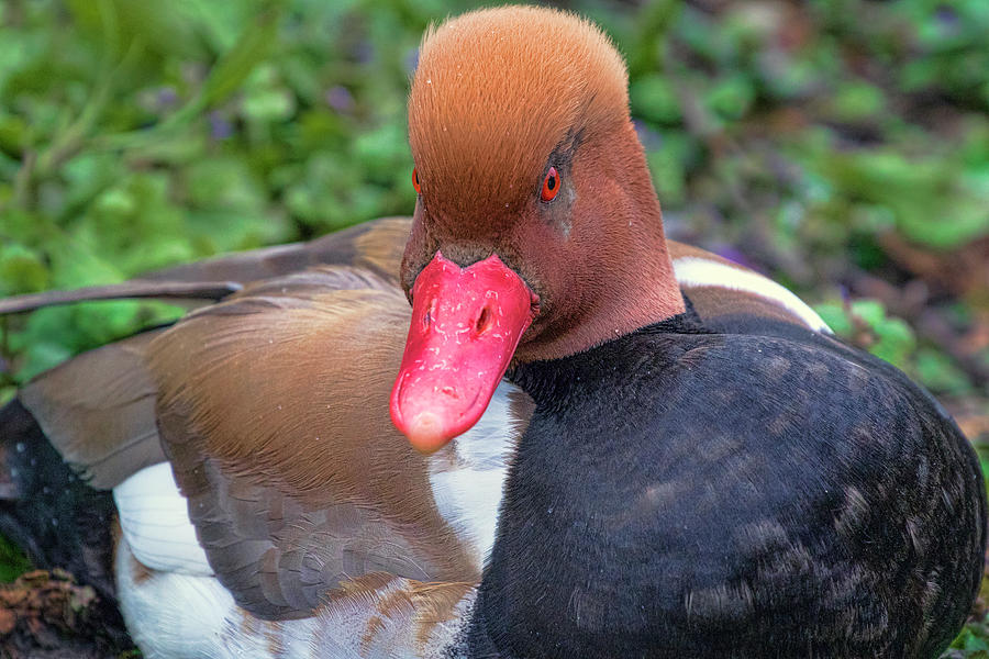Red Crested Pochard Photograph by Nadia Sanowar