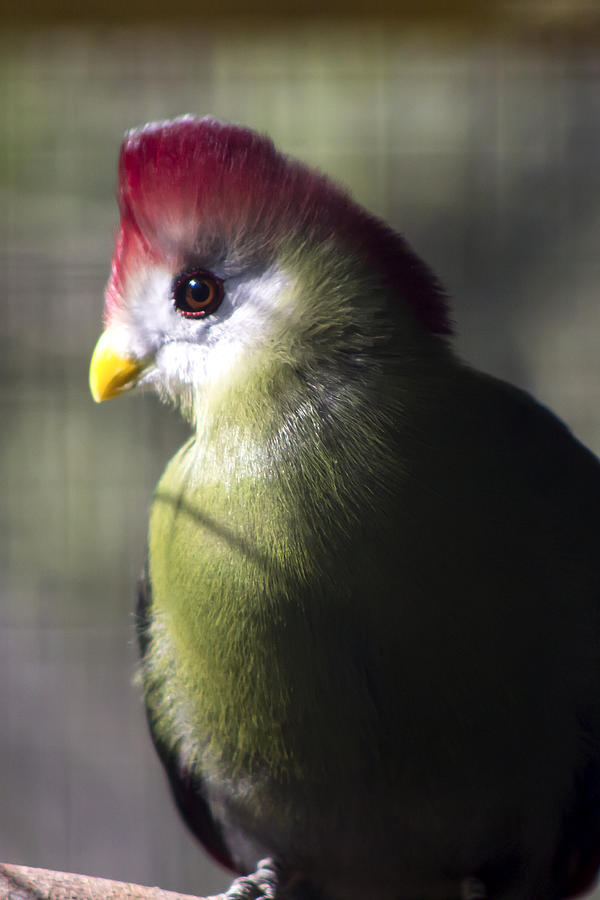 Animal Photograph - Red Crested Turaco by Ryan Seek