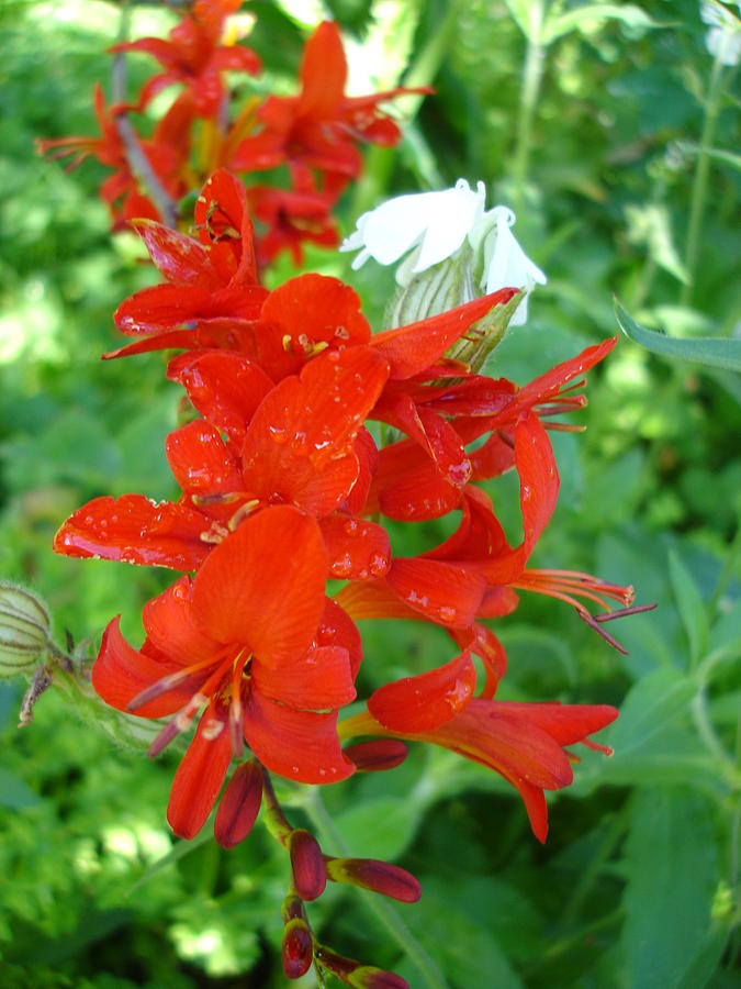 Red crocosmia lucifer Photograph by Susan Baker
